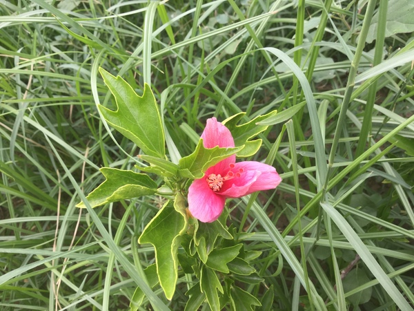 flower struggling amidst nut grass